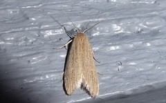 Scieropepla typhicola