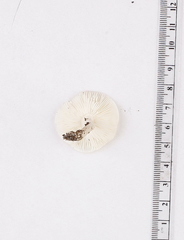 Zhuliangomyces subillinitus