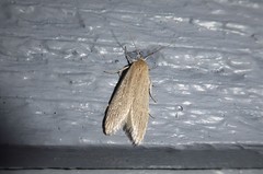 Scieropepla typhicola