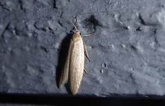 Scieropepla typhicola