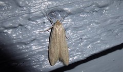 Scieropepla typhicola