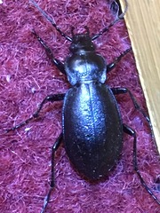 Carabus taedatus
