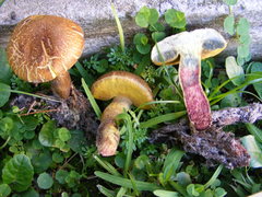 Boletus luridellus image