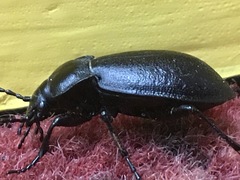 Carabus taedatus