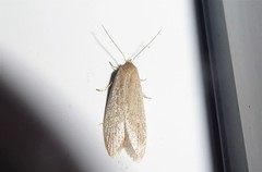 Scieropepla typhicola