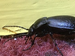Carabus taedatus