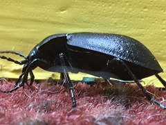 Carabus taedatus