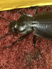 Carabus taedatus