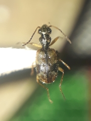 Lachnophorina