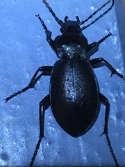 Carabus taedatus
