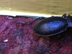 Carabus taedatus