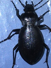 Carabus taedatus