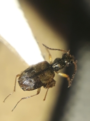 Lachnophorina
