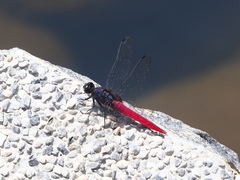 Orthetrum pruinosum