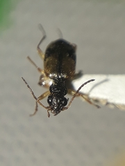 Lachnophorina