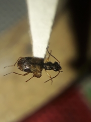Lachnophorina