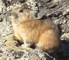 Daurian Pika photo 2