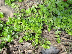Bacopa rotundifolia