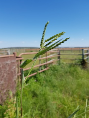 Urochloa panicoides