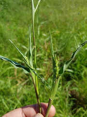 Urochloa panicoides