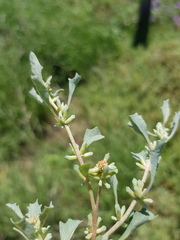 Atriplex leptocarpa
