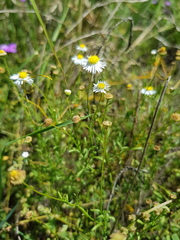 Brachyscome dentata