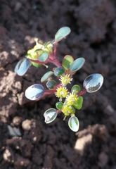 Euphorbia germainii