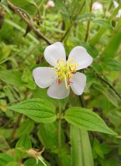 Chaetogastra paratropica
