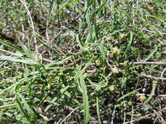 Convolvulus graminetinus