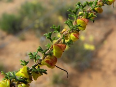 Dodonaea biloba