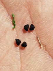 Convolvulus graminetinus