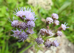 Praxelinae