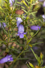 Eremophila ionantha