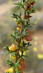 Dodonaea biloba