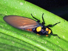 Huechys fusca