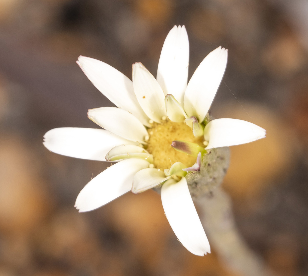 Native Gerbera