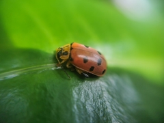 Alagoasa nigromaculata