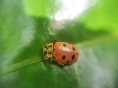 Alagoasa nigromaculata