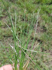 Eleocharis pallens