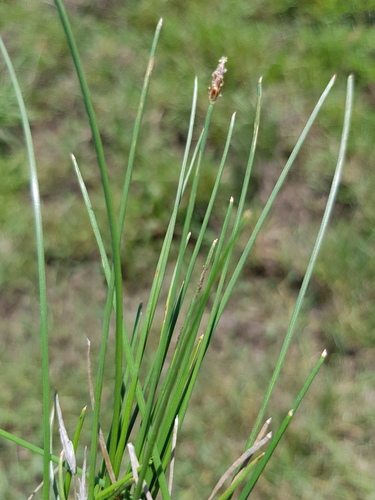 Eleocharis pallens, 2018-03-17