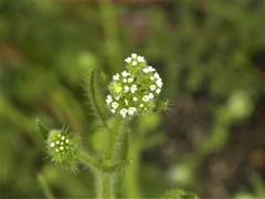 Johnstonella micromeres