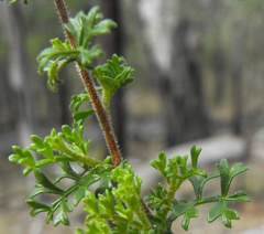 Dodonaea boroniifolia