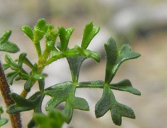 Dodonaea boroniifolia