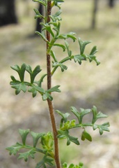 Dodonaea boroniifolia