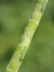Rottboellia exaltata