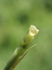 Rottboellia exaltata