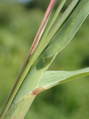 Rottboellia exaltata