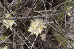 Conostylis breviscapa