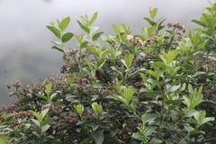 Conirostrum rufum