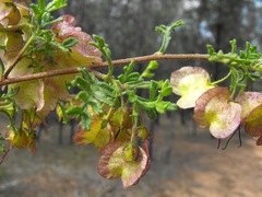 Dodonaea boroniifolia
